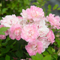 Porcelain Rose