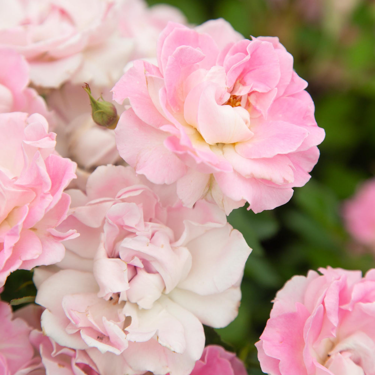 Porcelain Rose Shrub Rose | Thornless Rose Plant – Heirloom
