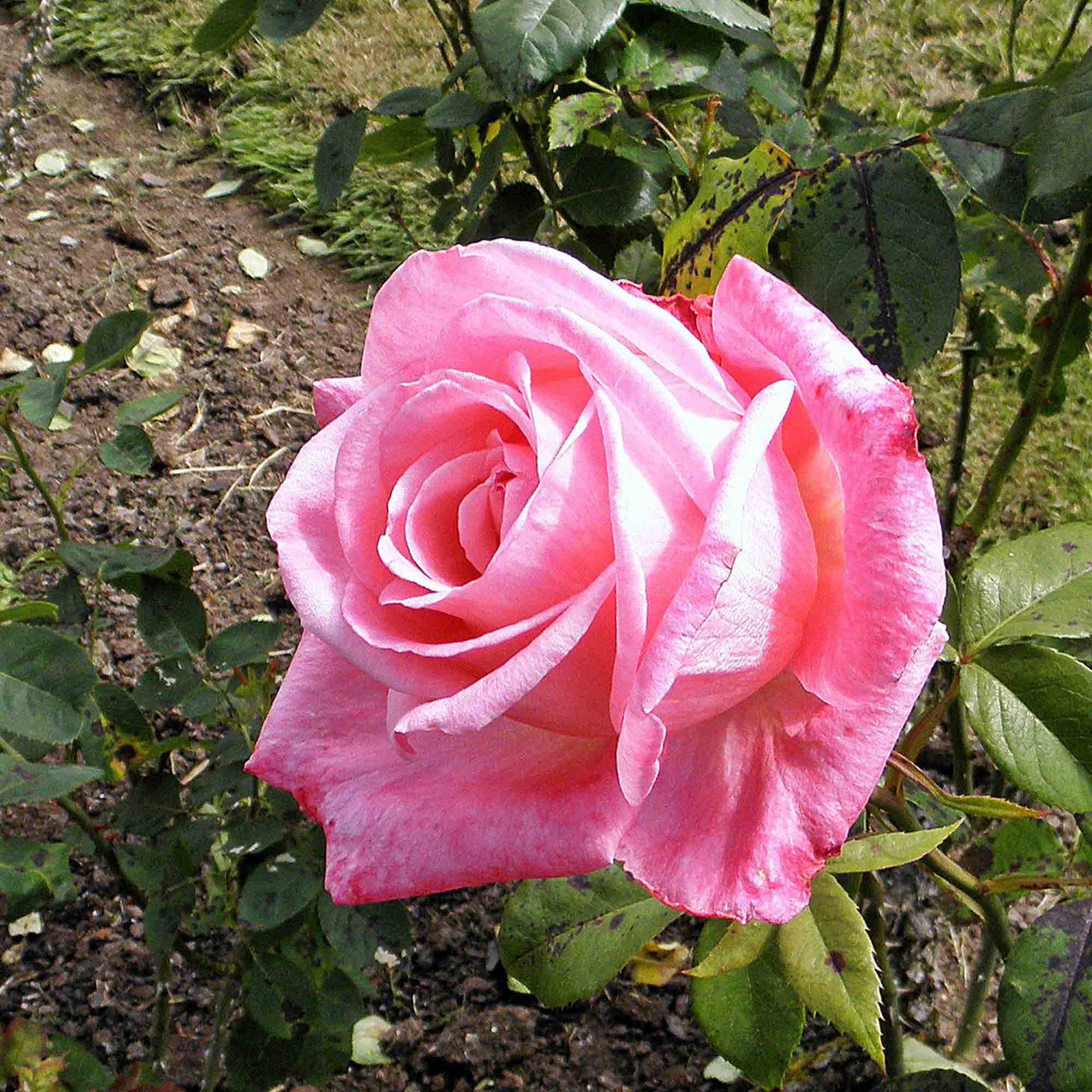 Portrait | Pink Hybrid Tea Rose Bush – Heirloom