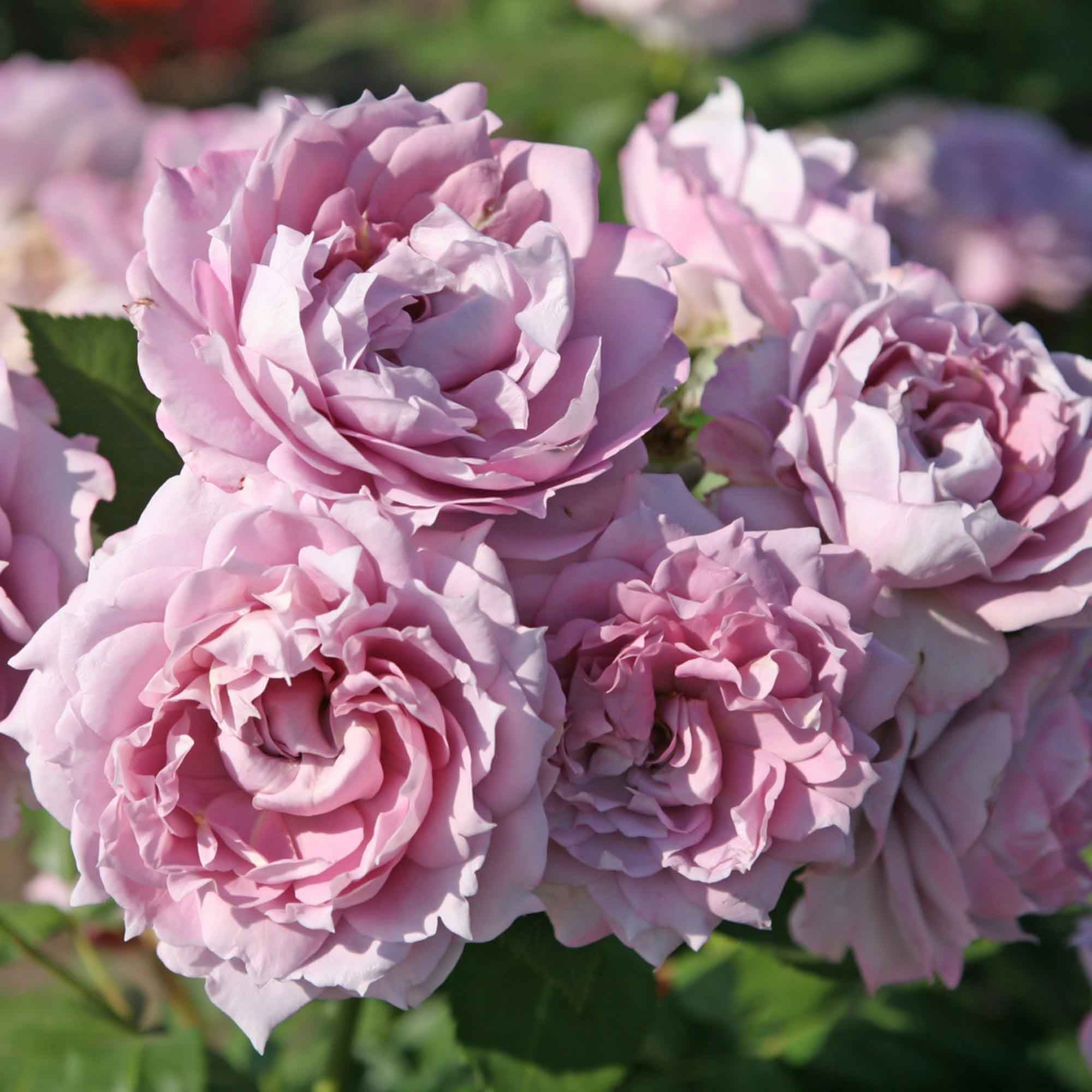 ♡Rose rose♡ Poseidon Floribunda Rose | Purple Rose Plant – Heirloom