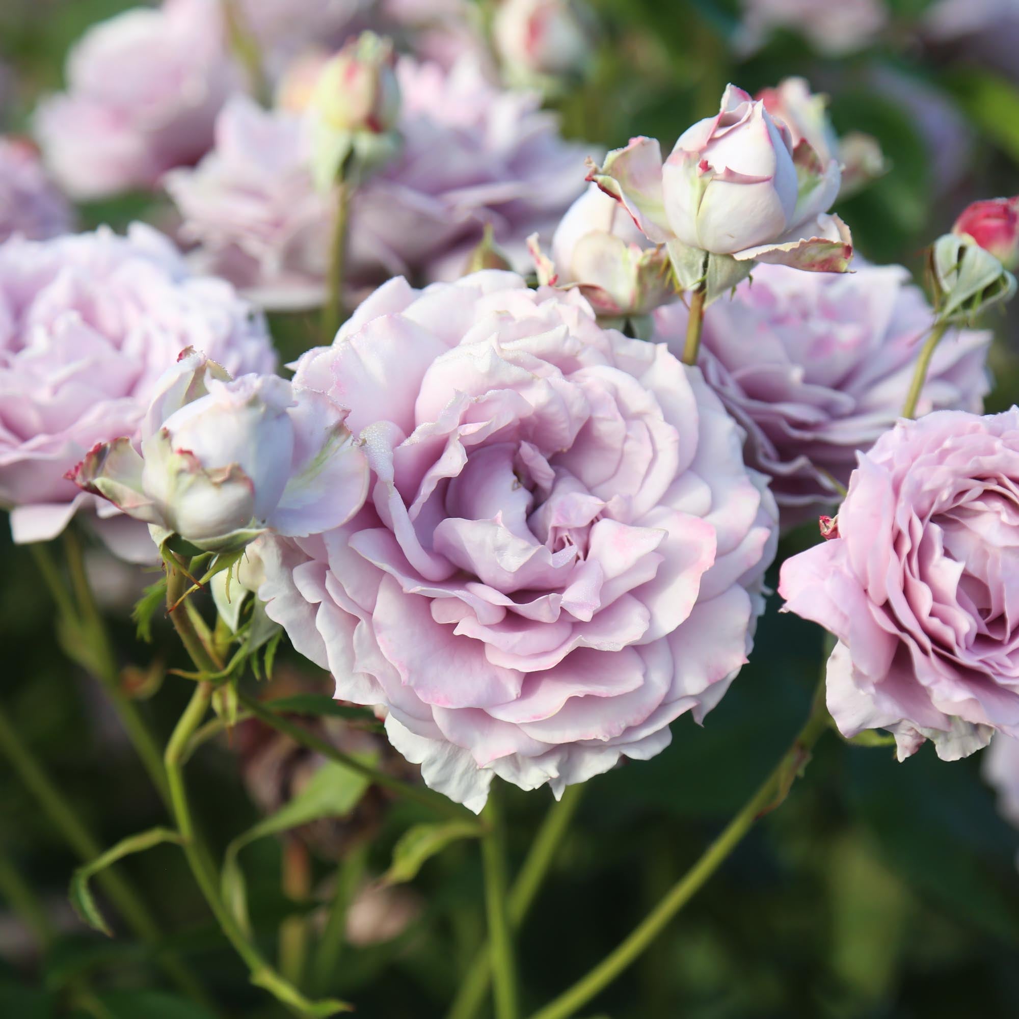 Poseidon Floribunda Rose | Purple Rose Plant – Heirloom