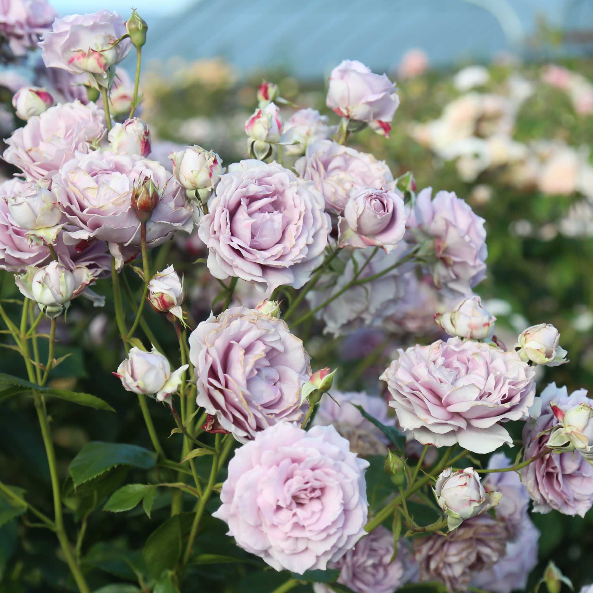 Poseidon Floribunda Rose | Purple Rose Plant – Heirloom