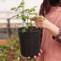 Plastic Pot