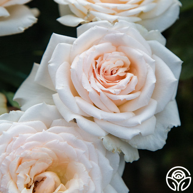 Prairie Star Hardy Rose |White Rose Bush – Heirloom Roses