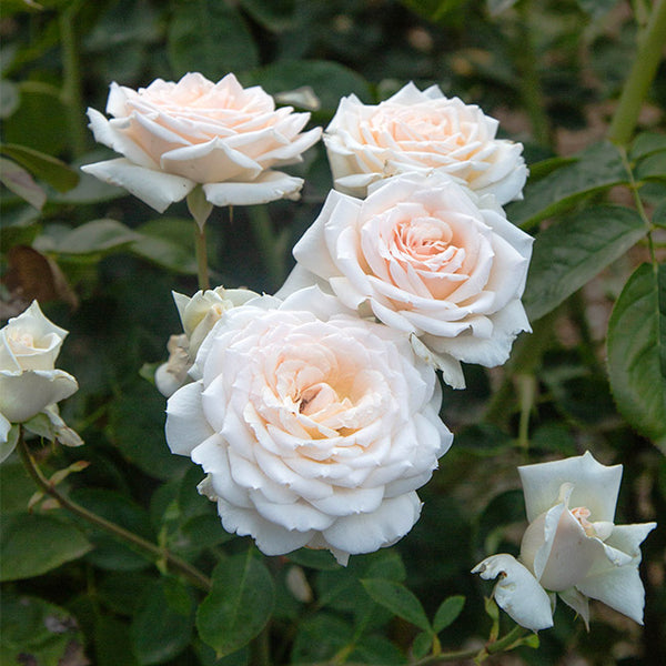 Prairie Star Hardy Rose | White Rose Bush – Heirloom Roses