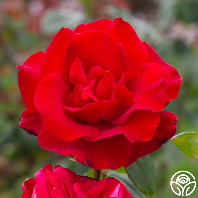 Precious Platinum Rose - Hybrid Tea - Lightly Fragrant – Heirloom Roses