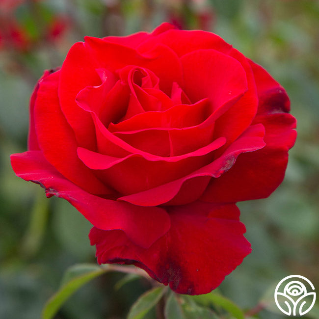 Precious Platinum Rose - Hybrid Tea - Lightly Fragrant – Heirloom Roses