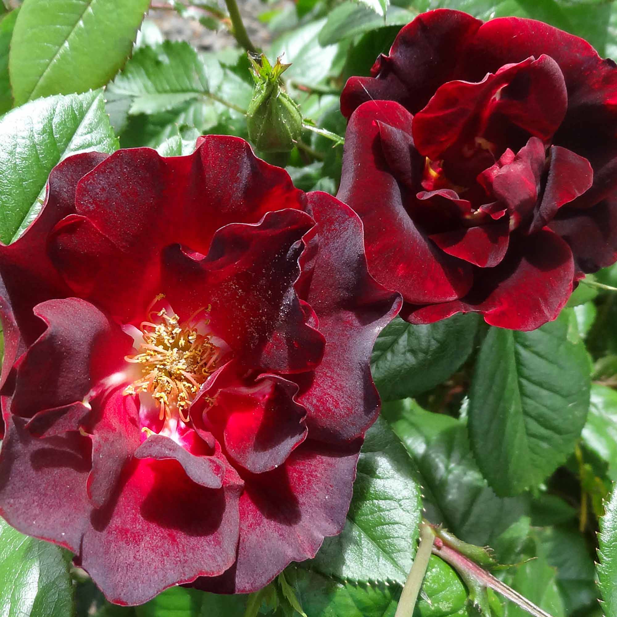 Preference Floribunda Rose | Red Rose Bush – Heirloom