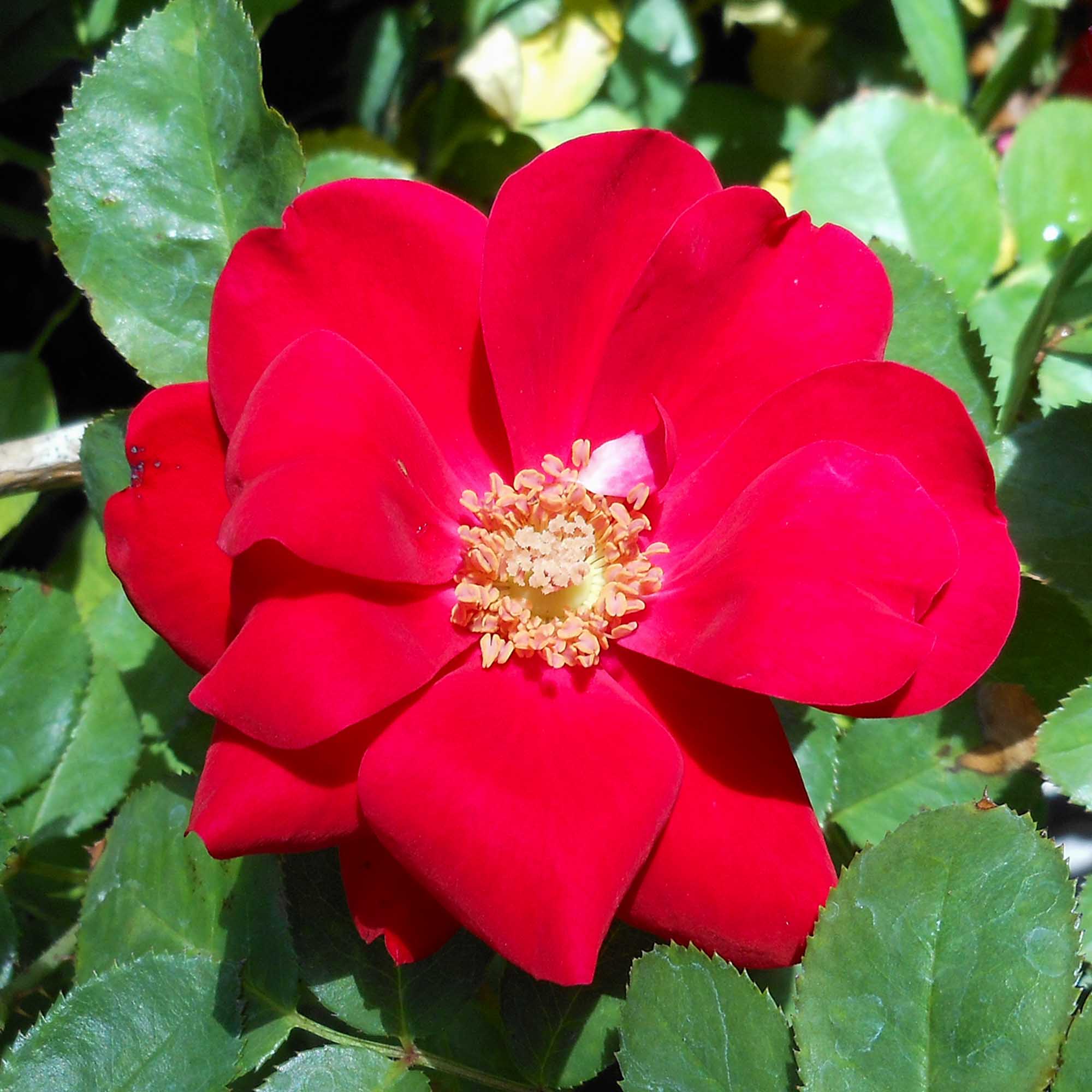 rose様✱専用ページ Preference Floribunda Rose | Red Rose Bush – Heirloom