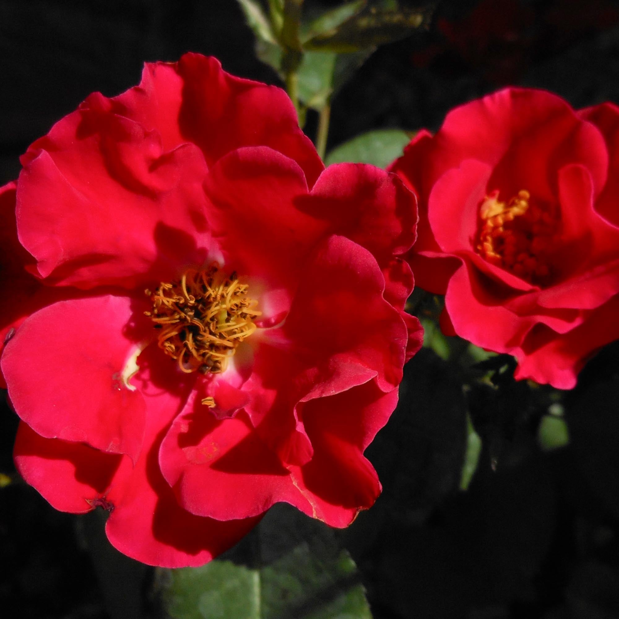 Preference Floribunda Rose | Red Rose Bush – Heirloom