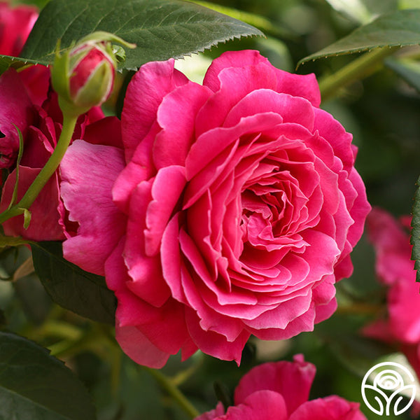 Pretty-Lady-Rose-11_grande.jpg