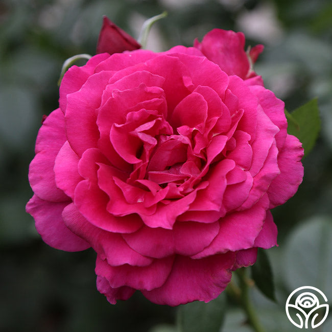 Rose Lady Tea Pretty Lady Rose Rose - Hybrid Tea - Moderately Fragrant – Heirloom Roses