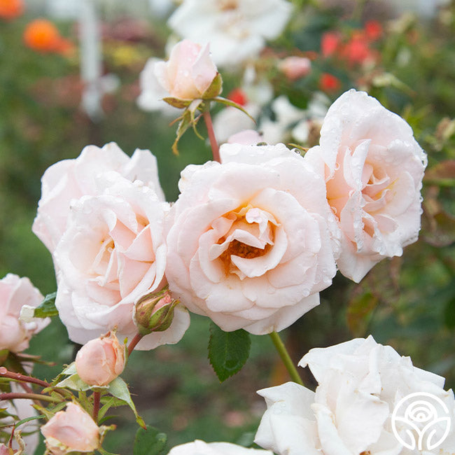Pretty Lady Floribunda Rose | Pink Rose Bush – Heirloom Roses