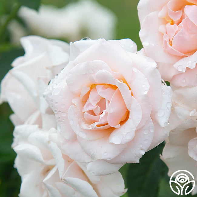 Pretty Lady Floribunda Rose | Pink Rose Bush – Heirloom Roses