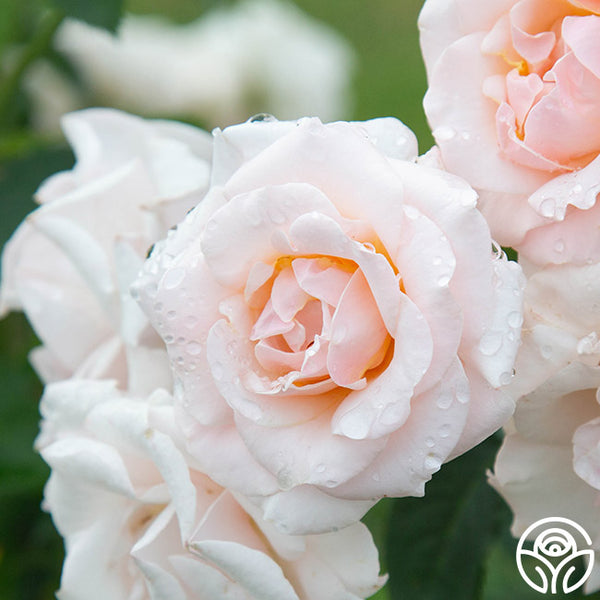 Pretty Lady Floribunda Rose | Pink Rose Bush – Heirloom