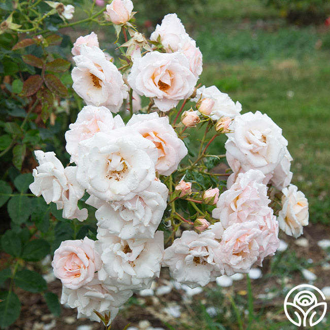 Pretty Lady Floribunda Rose | Pink Rose Bush – Heirloom Roses