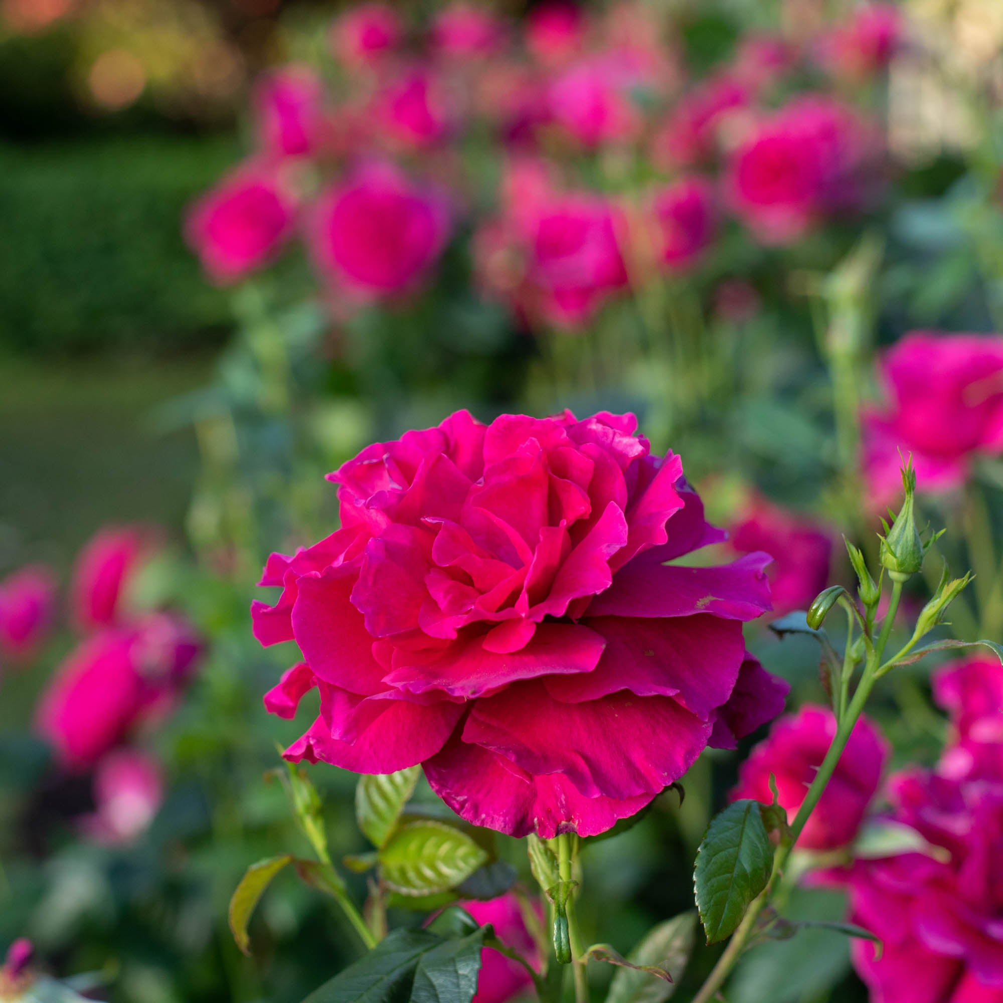 Pretty Lady Rose™