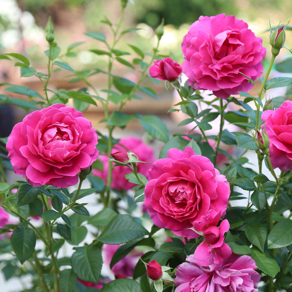 Pretty Lady Rose™