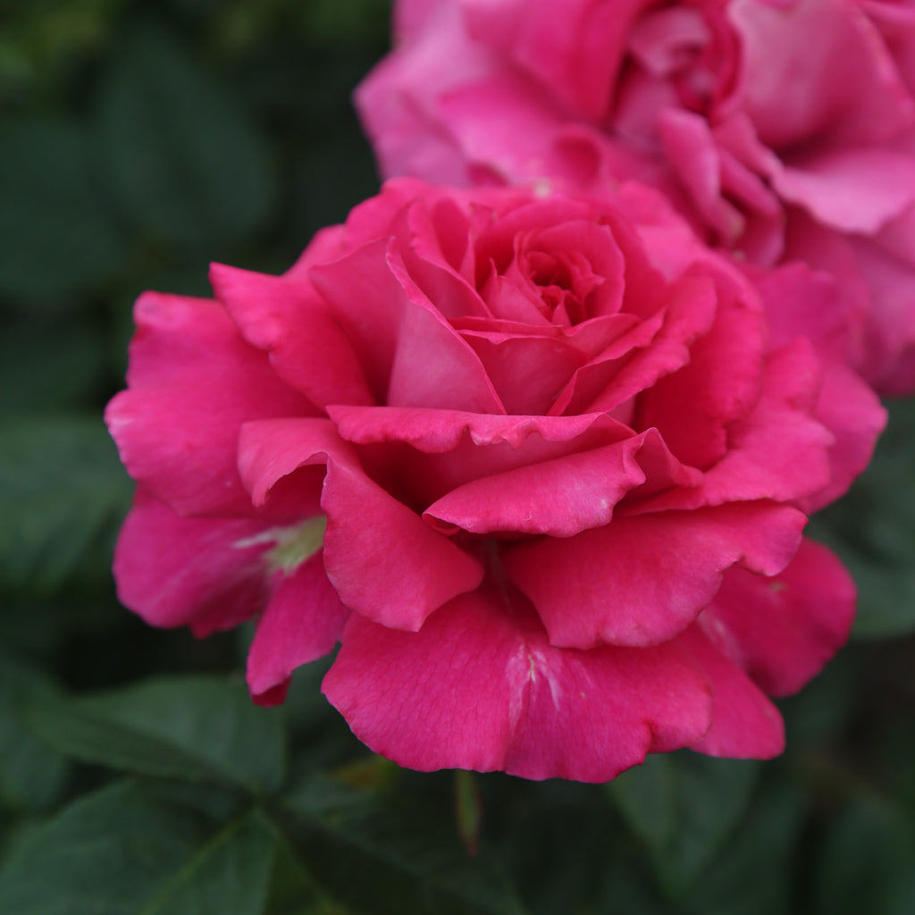 Pretty Lady Rose™