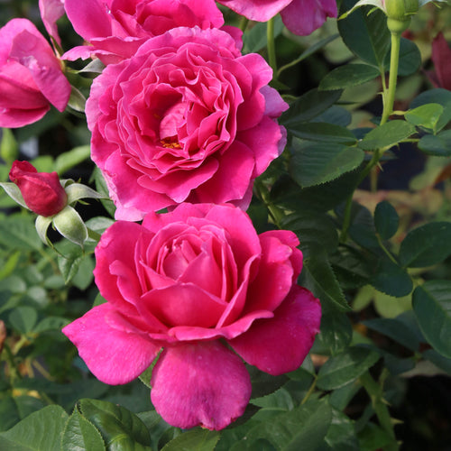 Pretty Lady Rose™