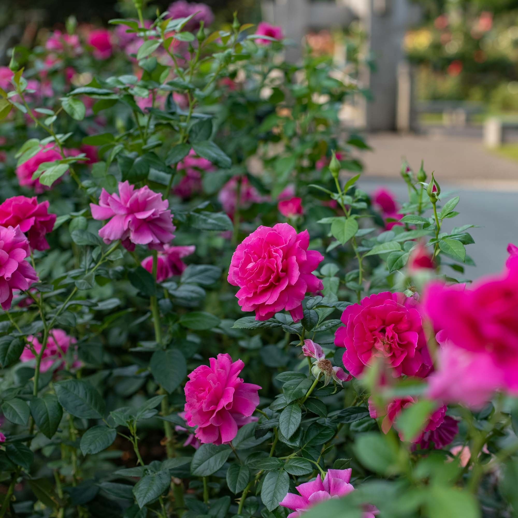 Pretty Lady Rose™