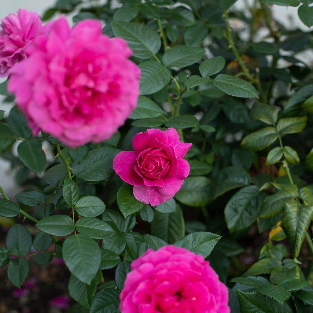 Pretty Lady Rose™