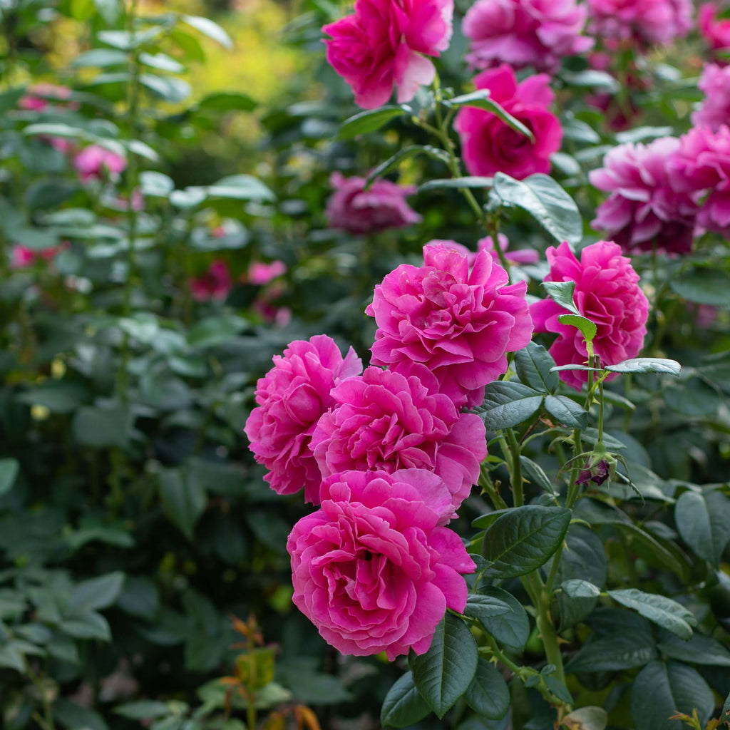 Pretty Lady Rose™