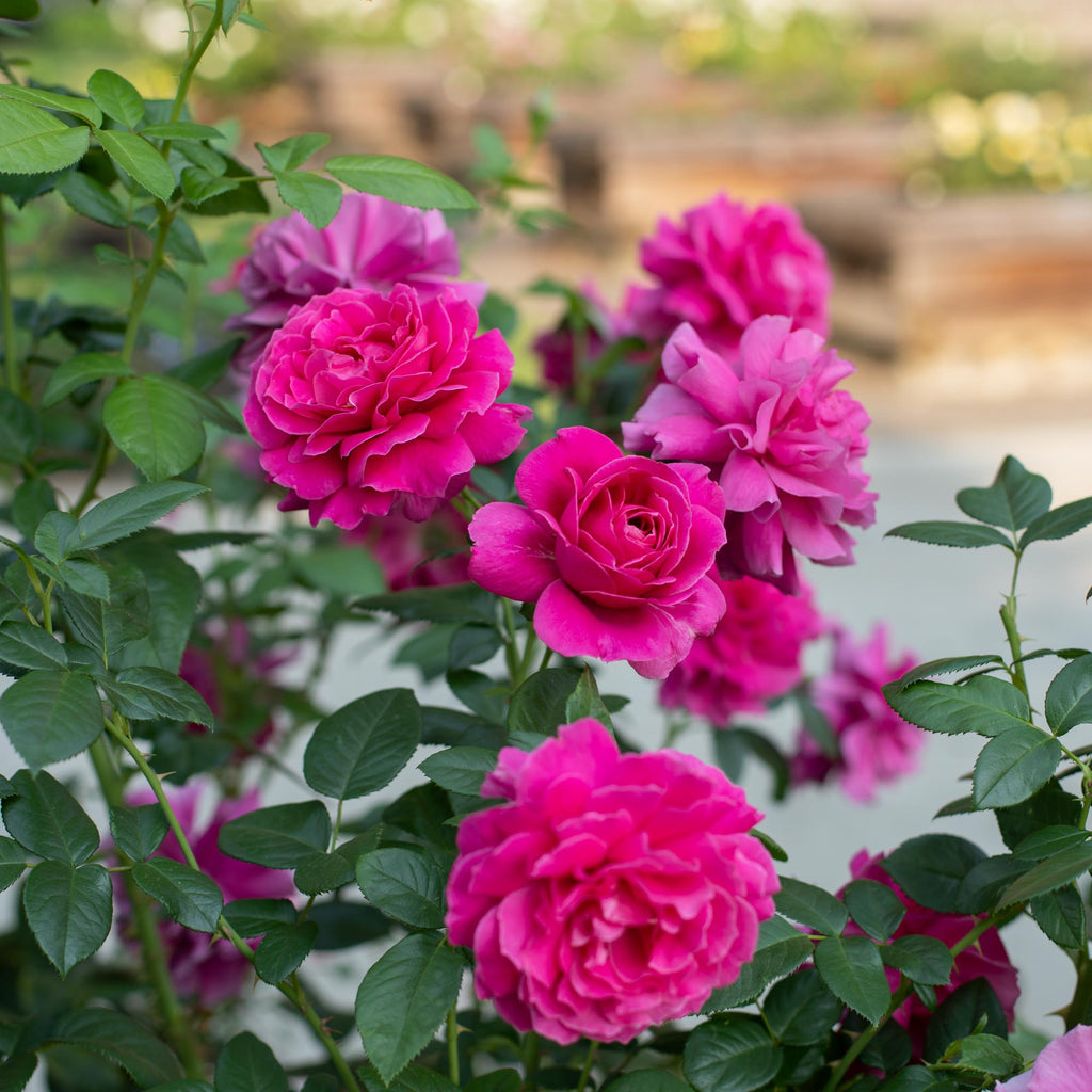 Pretty Lady Rose™