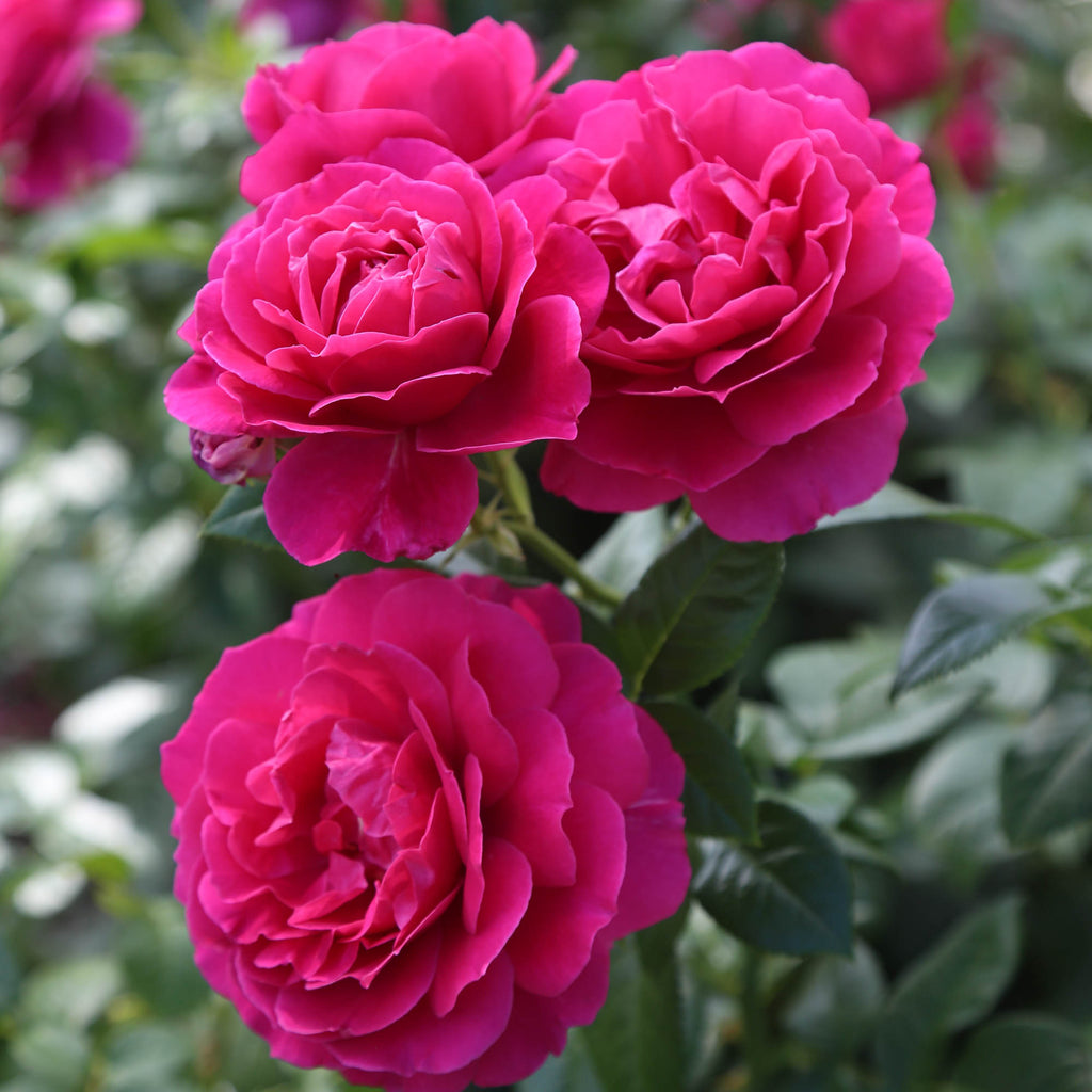 Pretty Lady Rose™