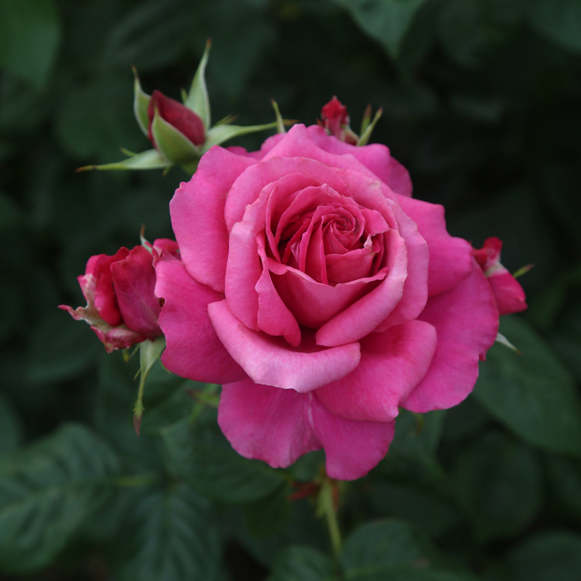 Pretty Lady Rose™