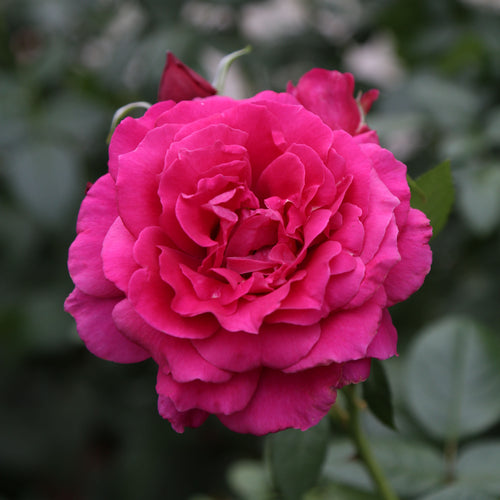 Pretty Lady Rose™