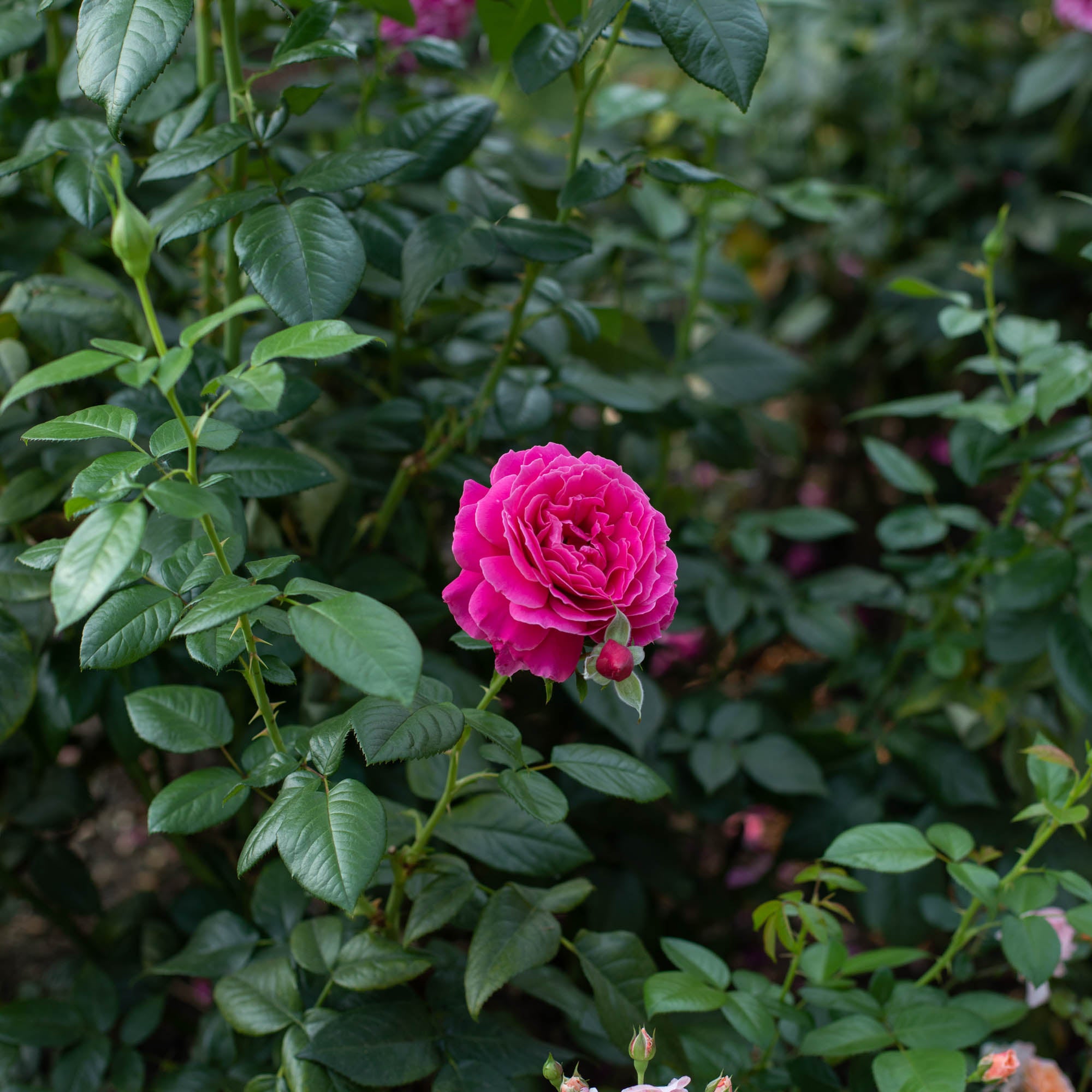 Pretty Lady Rose™