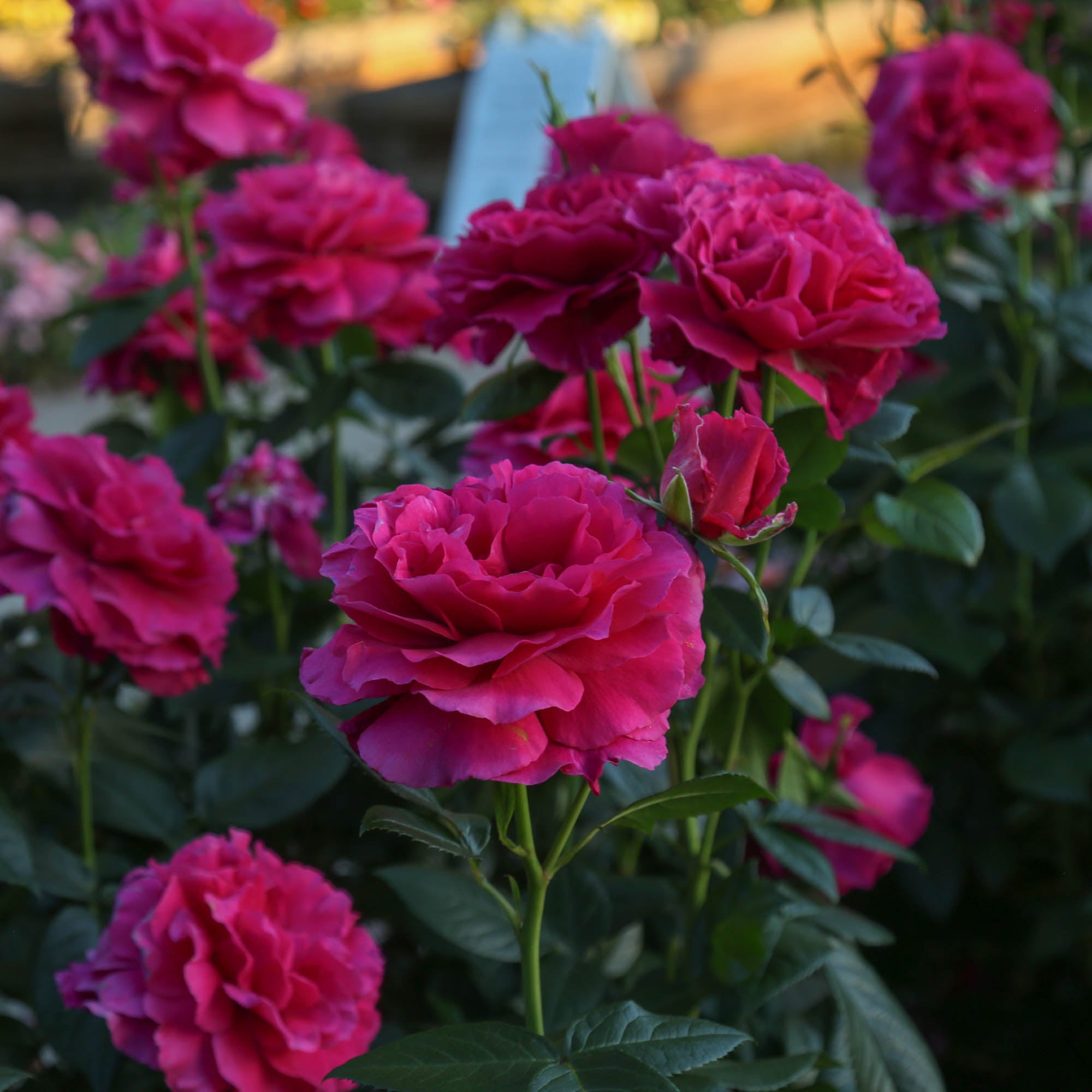 Pretty Lady Rose™
