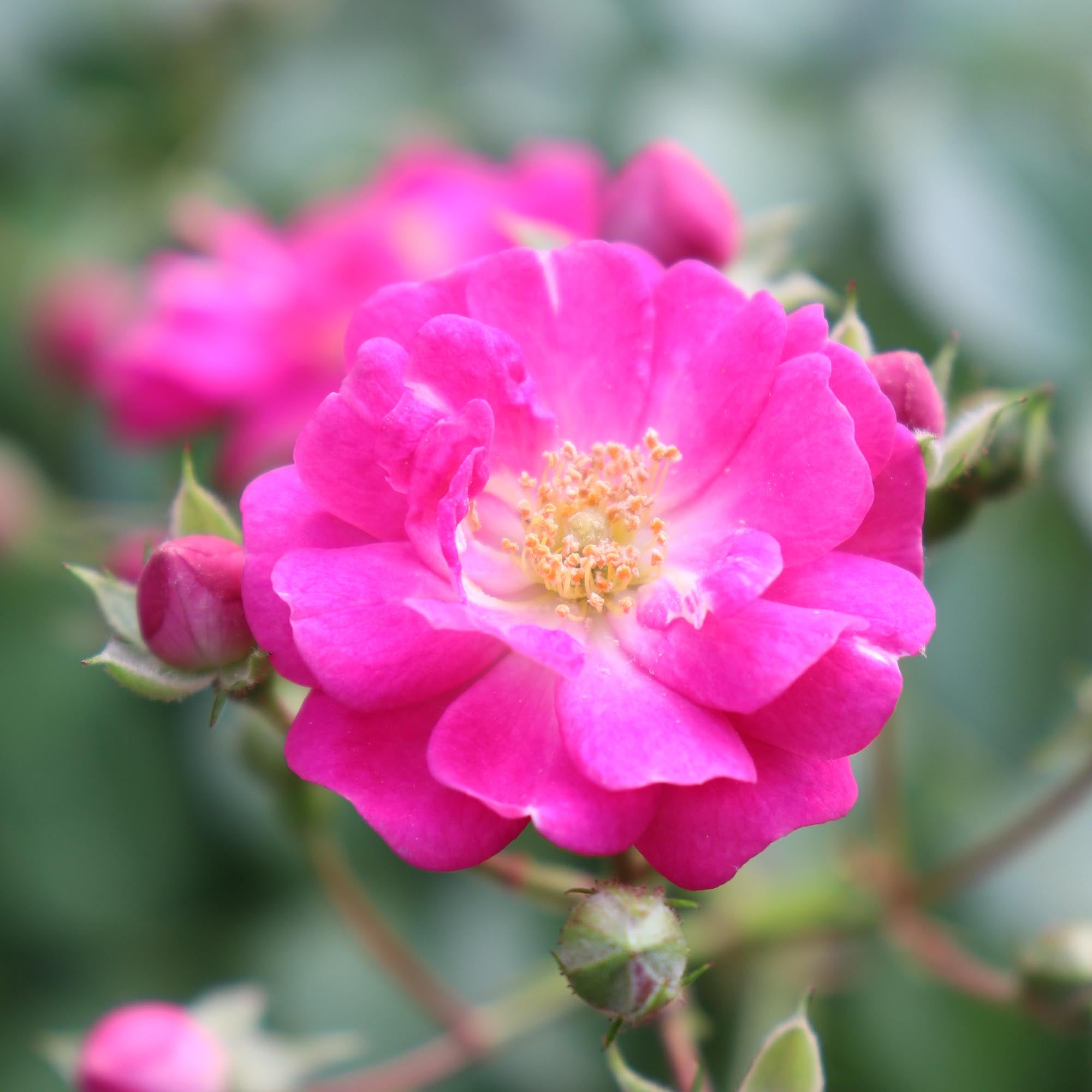 Pretty Polly® Lavender | Purple Shrub Rose Bush – Heirloom