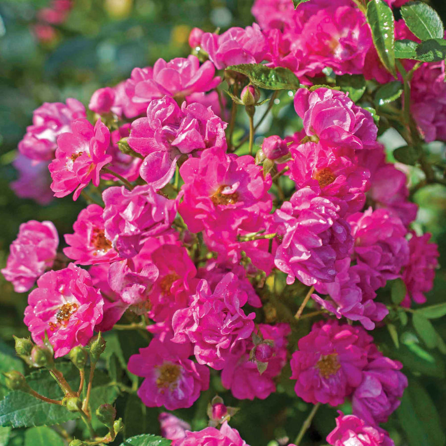 Pretty Polly® Pink