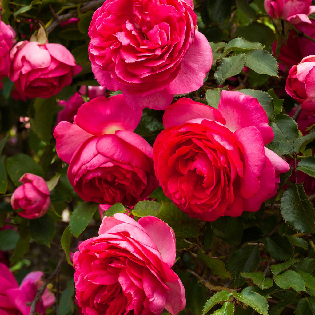 Pretty in Pink Eden Climber®