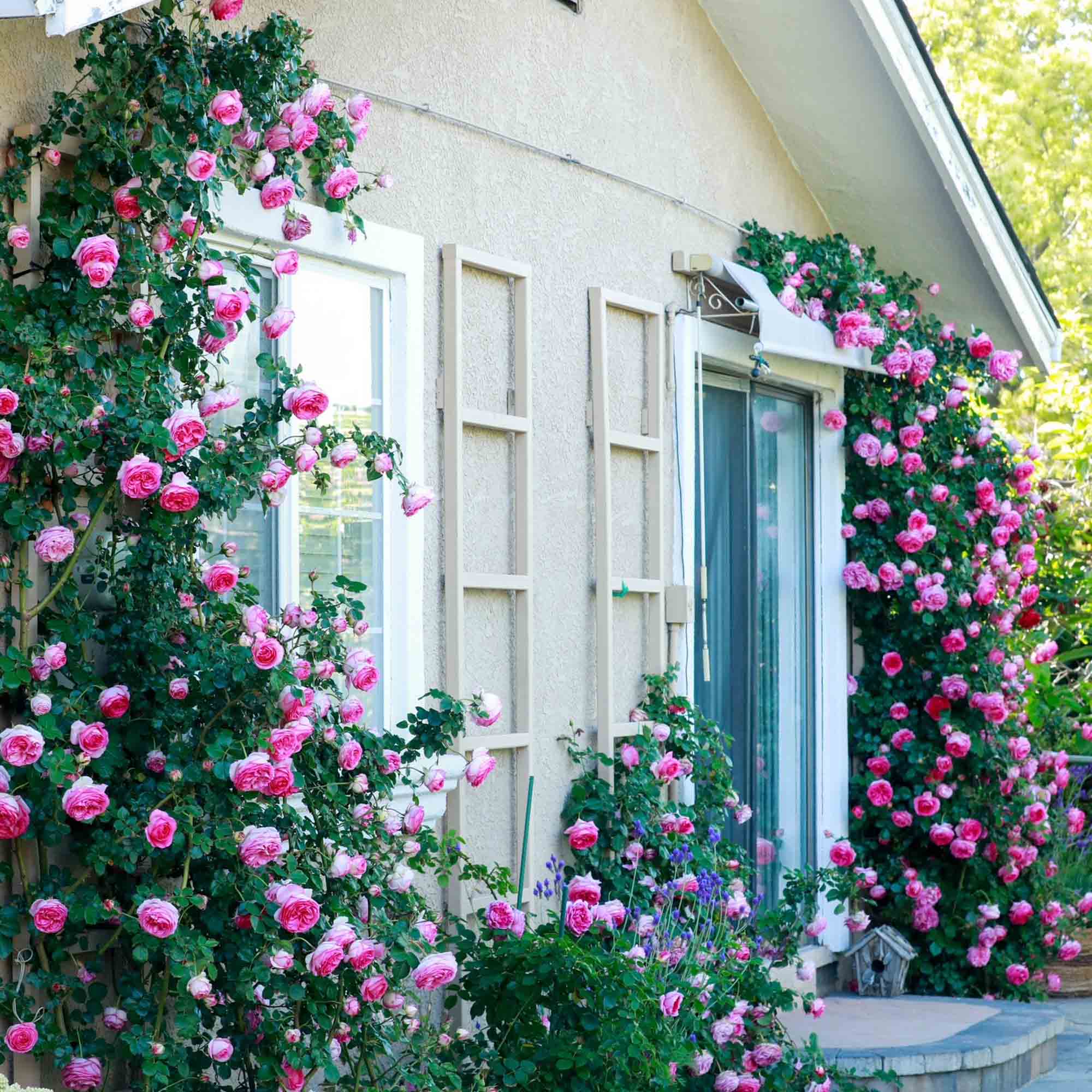 Pretty in Pink Eden Climber®