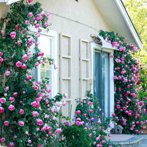 Pretty in Pink Eden Climber®