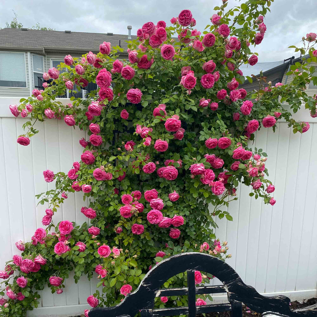 Pretty in Pink Eden Climber®