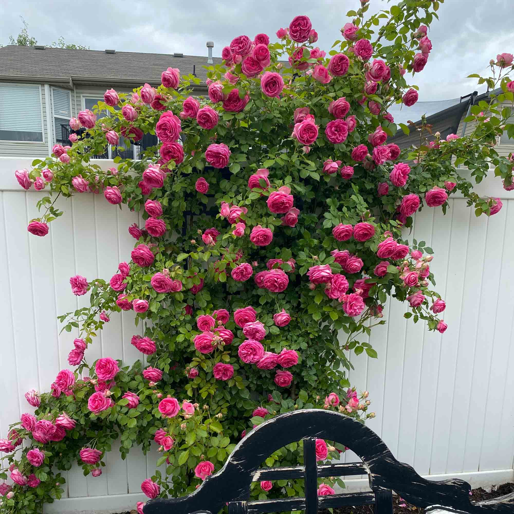 Pretty in Pink Eden Climber®