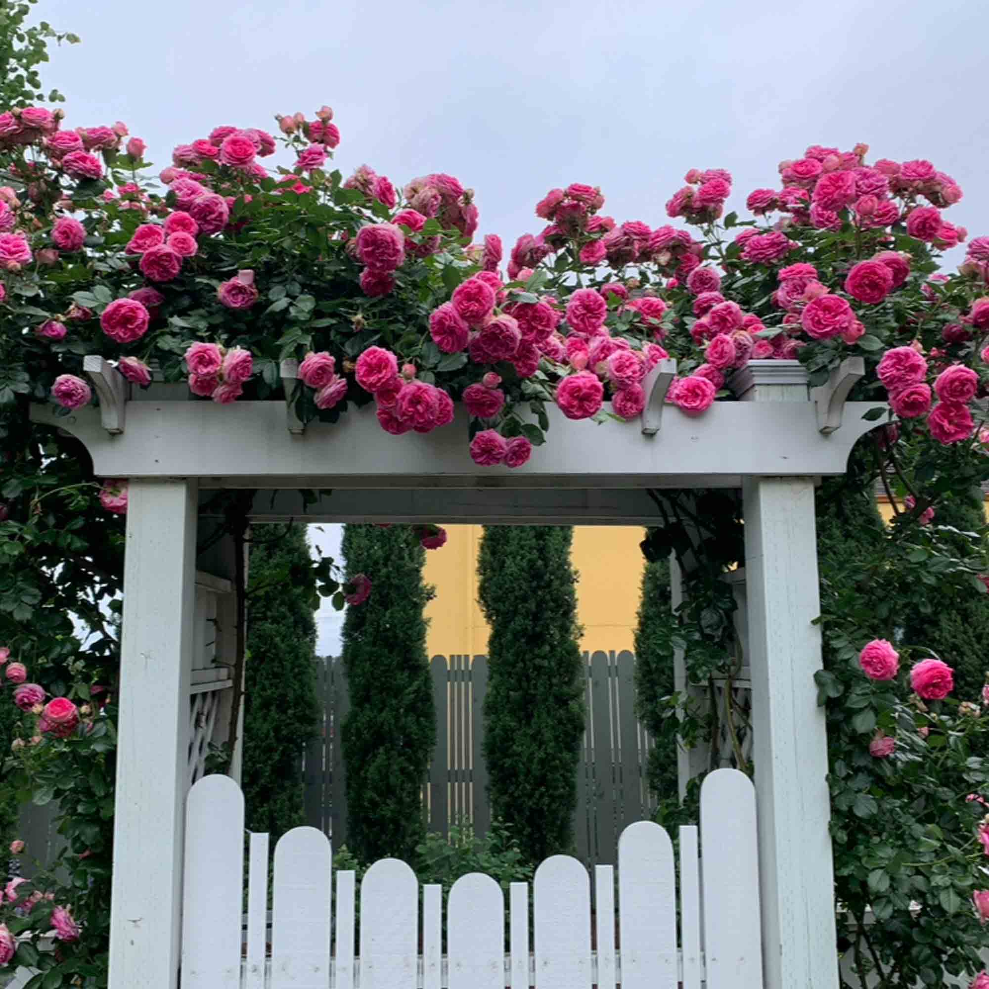 Pretty in Pink Eden Climber®
