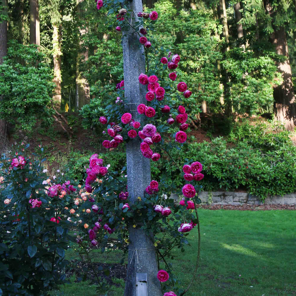 Pretty in Pink Eden Climber®