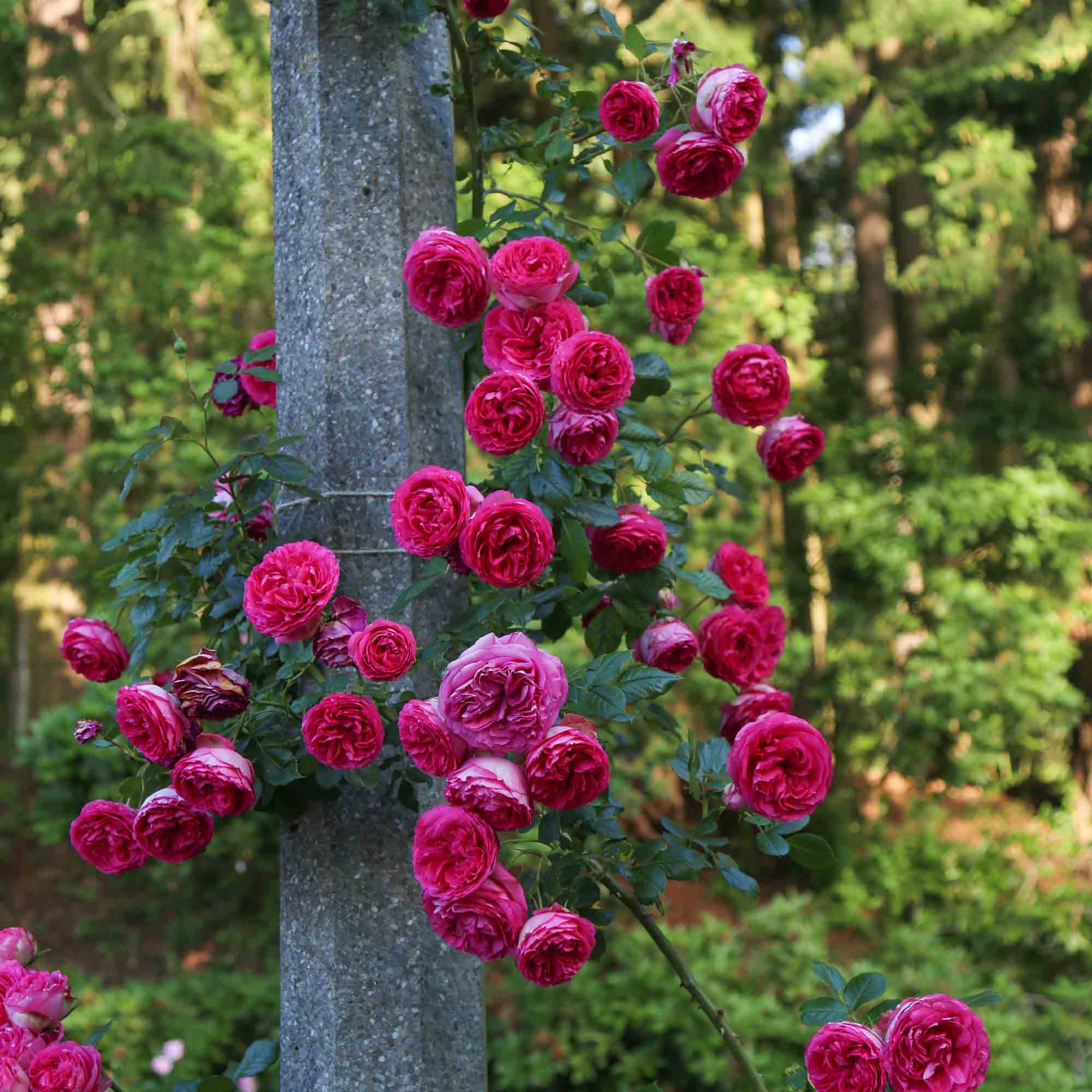 Pretty in Pink Eden Climber®