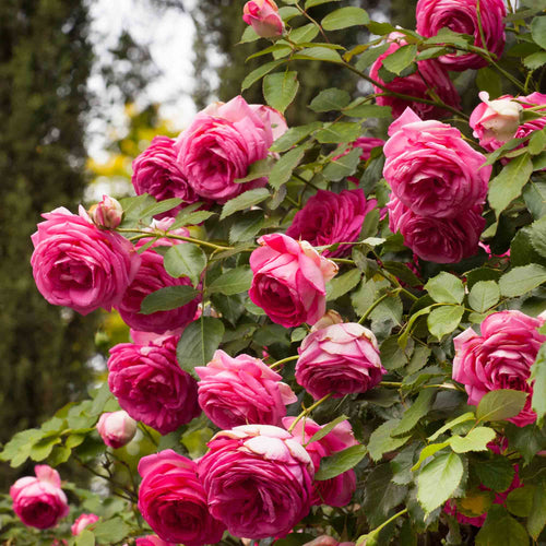 Pretty in Pink Eden Climber®
