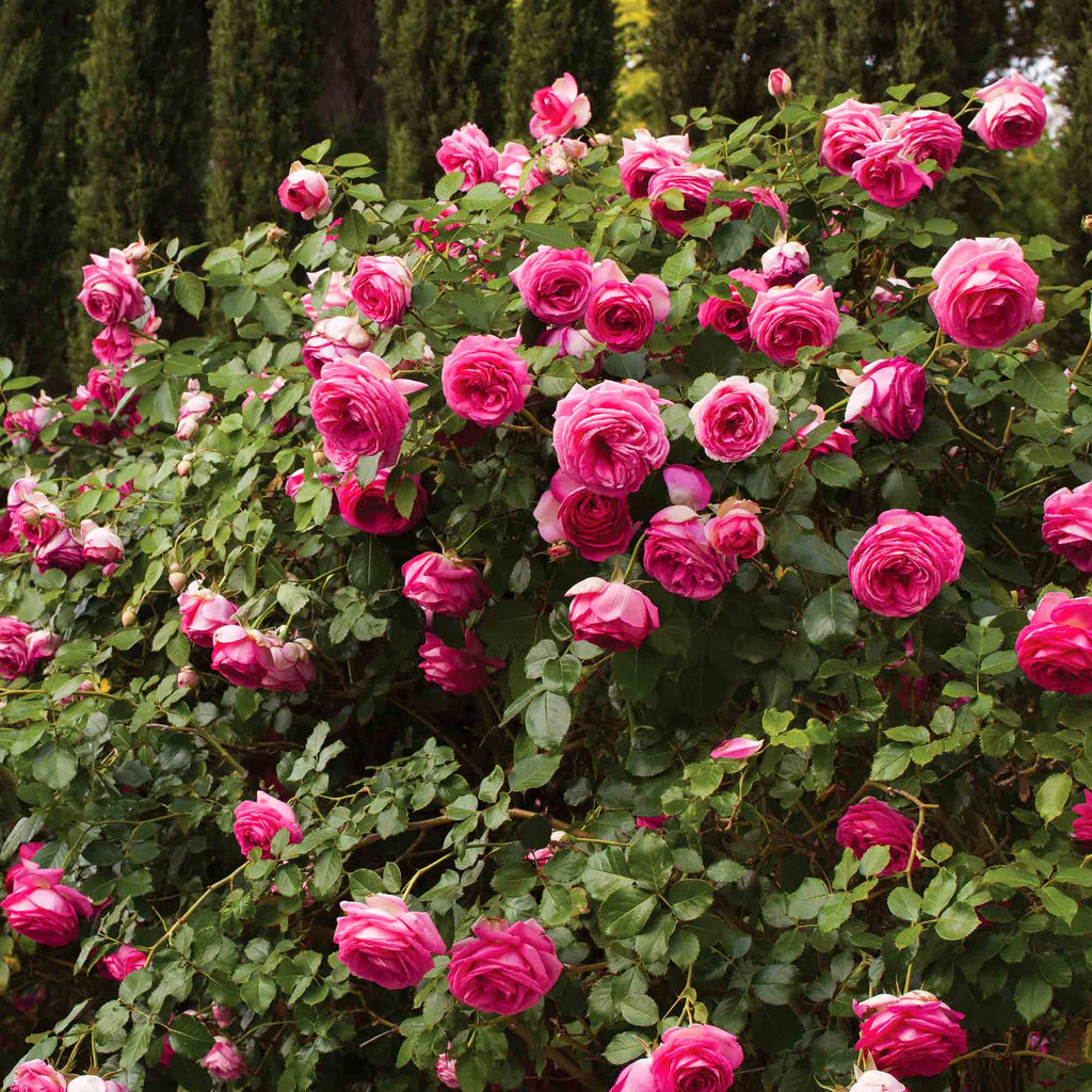 Pretty in Pink Eden Climber®