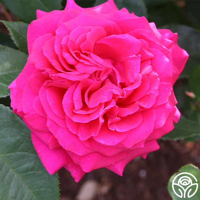 50th Anniversary Favorites Collection – Heirloom