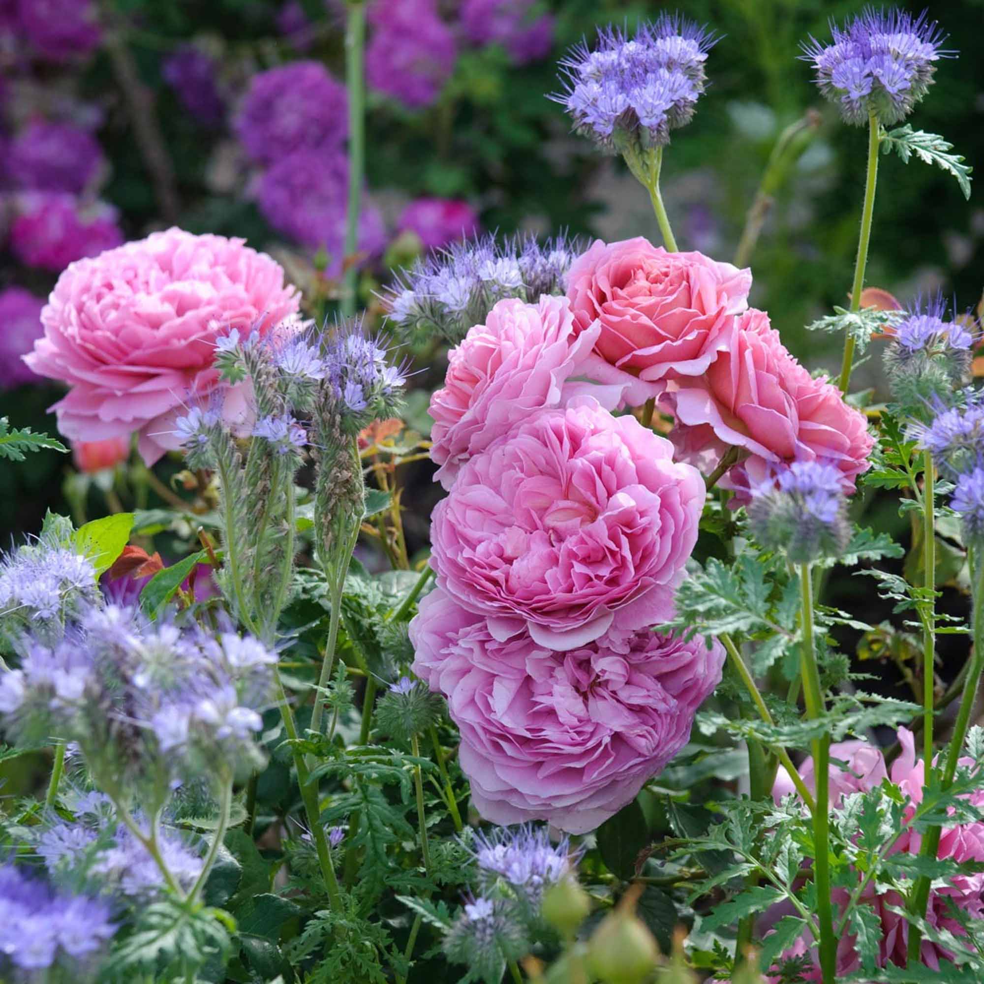 Princess Alexandra of Kent