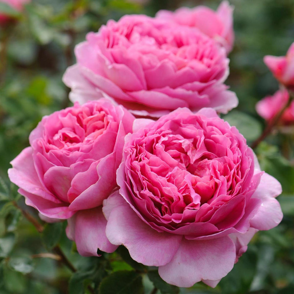 Princess Alexandra of Kent