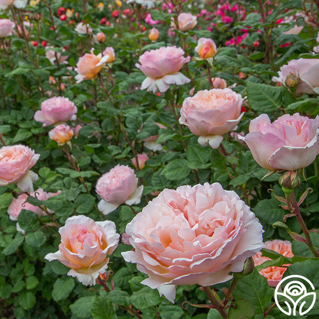 Heirloom Roses Princesse Charlene de Monaco Rose