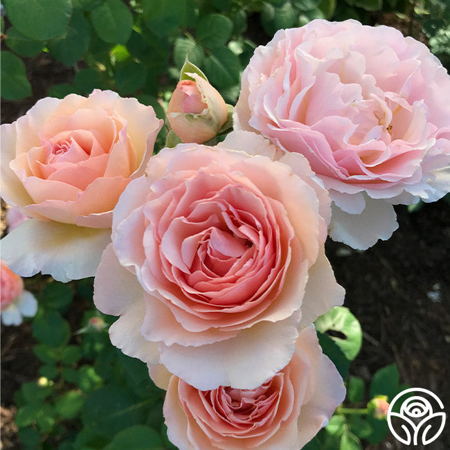 Heirloom Roses Princesse Charlene de Monaco Rose - Thumbnail 3